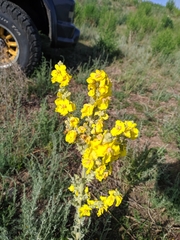 Verbascum songaricum