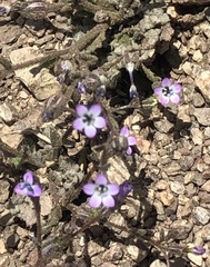 Gilia cana
