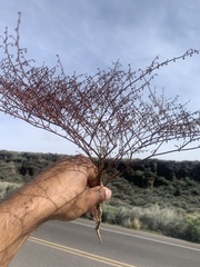 Eriogonum deflexum deflexum