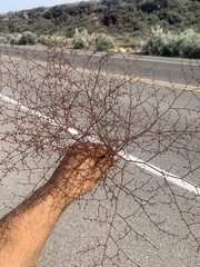 Eriogonum deflexum deflexum