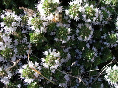 Thymus kotschyanus