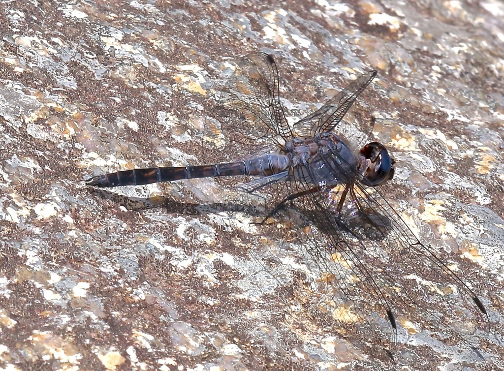 Blue Rock Skimmer