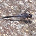 Blue Rock Skimmer - Photo (c) Laura Gaudette, some rights reserved (CC BY), uploaded by Laura Gaudette