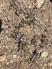 Gilia cana