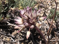 Allium monticola