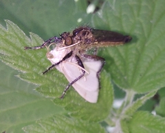 Didysmachus picipes
