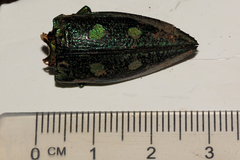 Austrophorella quadrisignata
