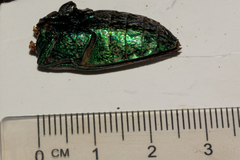 Austrophorella quadrisignata
