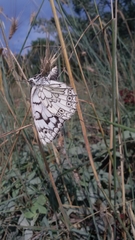 Melanargia russiae