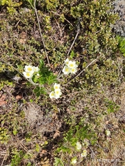 Anemonastrum biarmiense
