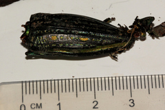 Pseudotaenia salamandra