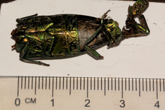 Pseudotaenia salamandra