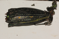 Pseudotaenia salamandra