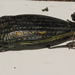 Pseudotaenia salamandra - Photo (c) Pete Woodall, alguns direitos reservados (CC BY-NC), uploaded by Pete Woodall