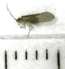 Caeciliusidae