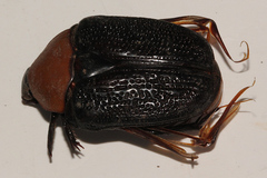 Tapinoschema digglesii