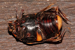 Tapinoschema digglesii