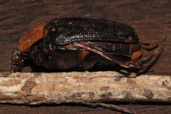 Tapinoschema digglesii