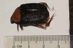 Tapinoschema digglesii