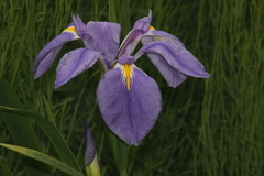 Iris giganticaerulea