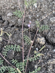 Astragalus nuttallianus imperfectus