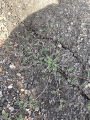 Astragalus nuttallianus imperfectus