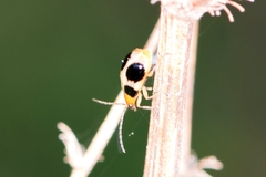 Paridea oculata