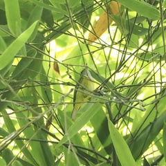 Abroscopus superciliaris