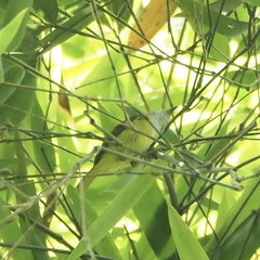 Abroscopus superciliaris