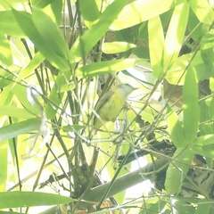 Abroscopus superciliaris