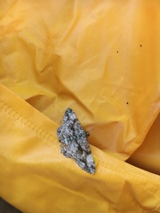 Peribatodes rhomboidaria
