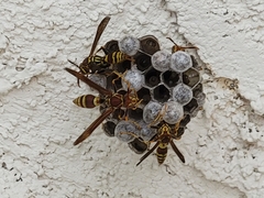 Polistes exclamans