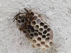 Polistes exclamans