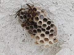 Polistes exclamans