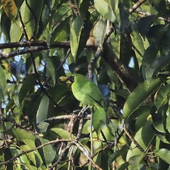 Chloropsis cyanopogon