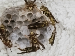Polistes exclamans