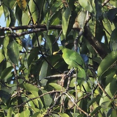 Chloropsis cyanopogon