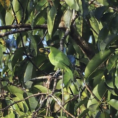 Chloropsis cyanopogon