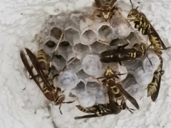 Polistes exclamans