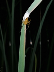 Oxyopes