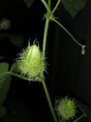 Passiflora foetida