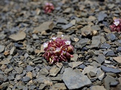 Claytonia saxosa