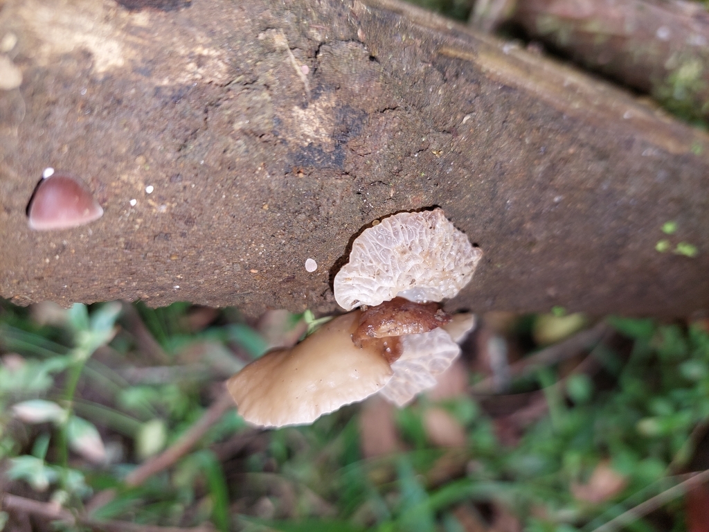 Auricularia delicata · May 2022 · photo: © danielmesa1 (iNaturalist, cc-by)