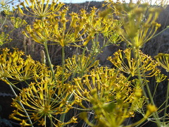 Heptaptera anisoptera