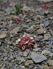 Claytonia saxosa