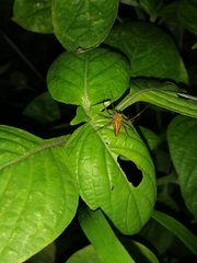Oxyopes