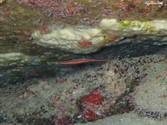 Dunckerocampus baldwini