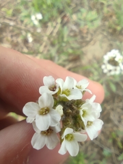 Crucihimalaya bursifolia