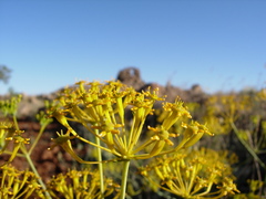 Heptaptera anisoptera