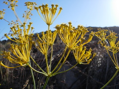 Heptaptera anisoptera